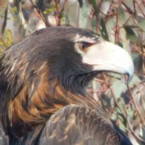 Aquila audax at Majura, ACT - 28 Sep 2023