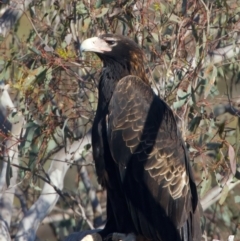 Aquila audax at Majura, ACT - 28 Sep 2023