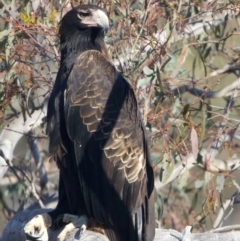 Aquila audax at Majura, ACT - 28 Sep 2023