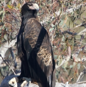 Aquila audax at Majura, ACT - 28 Sep 2023