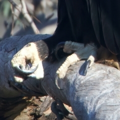 Aquila audax at Majura, ACT - 28 Sep 2023