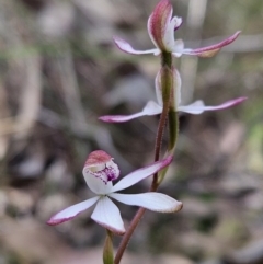 Caladenia moschata (Musky Caps) at Stromlo, ACT - 7 Oct 2023 by AaronClausen