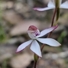 Caladenia moschata at Stromlo, ACT - 8 Oct 2023