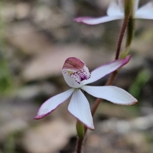 Caladenia moschata at Stromlo, ACT - 8 Oct 2023