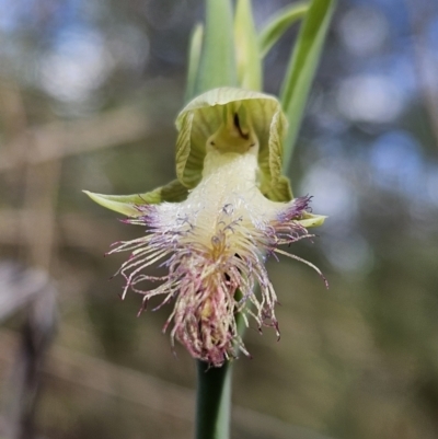 Calochilus platychilus (Purple Beard Orchid) at Stromlo, ACT - 8 Oct 2023 by AaronClausen