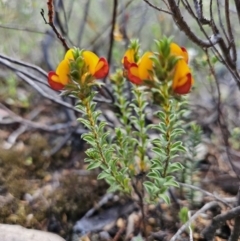 Pultenaea procumbens (Bush Pea) at Stromlo, ACT - 8 Oct 2023 by AaronClausen