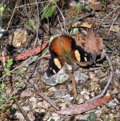 Vanessa itea (Yellow Admiral) at Stromlo, ACT - 8 Oct 2023 by AaronClausen