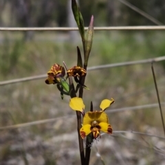 Diuris semilunulata (Late Leopard Orchid) at Stromlo, ACT - 8 Oct 2023 by AaronClausen