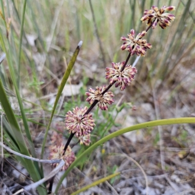 Lomandra multiflora (Many-flowered Matrush) at Stromlo, ACT - 8 Oct 2023 by AaronClausen