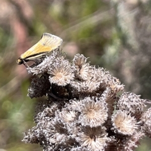 Philobota undescribed species near arabella at Majura, ACT - 8 Oct 2023 12:34 PM