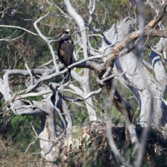 Aquila audax (Wedge-tailed Eagle) at Majura, ACT - 28 Sep 2023 by jb2602