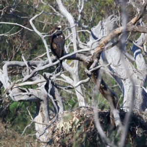 Aquila audax at Majura, ACT - 28 Sep 2023