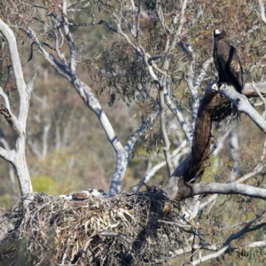 Aquila audax at Majura, ACT - 28 Sep 2023 03:32 PM