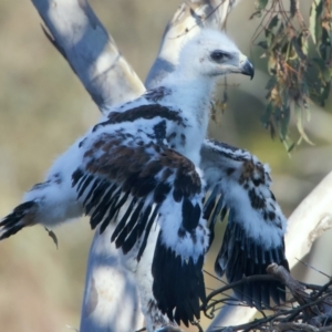 Aquila audax at Majura, ACT - 28 Sep 2023