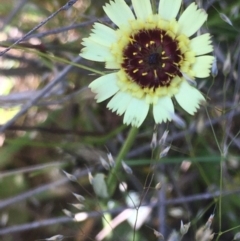 Tolpis barbata (Yellow Hawkweed) at Burra Creek, NSW - 8 Oct 2023 by SuePolsen