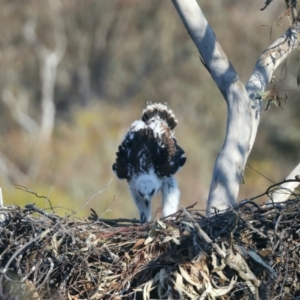 Aquila audax at Ainslie, ACT - suppressed