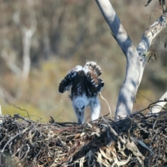 Aquila audax at Ainslie, ACT - 28 Sep 2023