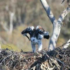 Aquila audax at Ainslie, ACT - suppressed