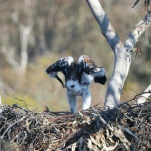 Aquila audax at Ainslie, ACT - suppressed