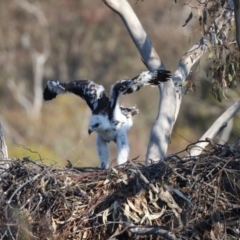 Aquila audax at Ainslie, ACT - suppressed