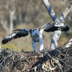 Aquila audax at Ainslie, ACT - 28 Sep 2023