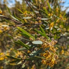 Daviesia mimosoides subsp. mimosoides at Pine Island to Point Hut - 8 Oct 2023 by JP95