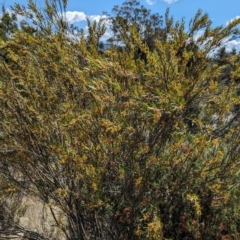 Daviesia mimosoides subsp. mimosoides at Tuggeranong, ACT - 8 Oct 2023 01:39 PM