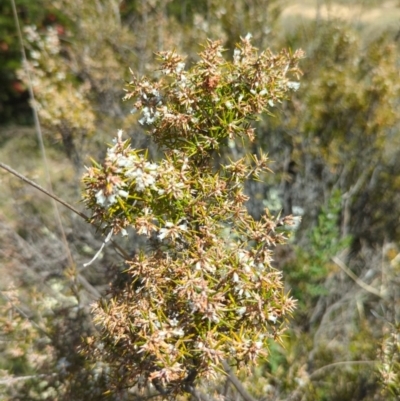 Lissanthe strigosa subsp. subulata (Peach Heath) at Pine Island to Point Hut - 8 Oct 2023 by JP95