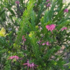 Grevillea sp. (Grevillea) at Pine Island to Point Hut - 8 Oct 2023 by JP95