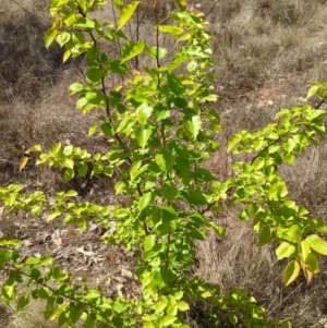 Pyrus sp. at Tuggeranong, ACT - 8 Oct 2023