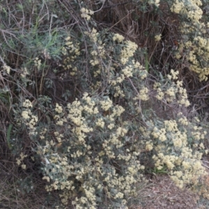 Pomaderris pallida at Lyons, ACT - 6 Oct 2023