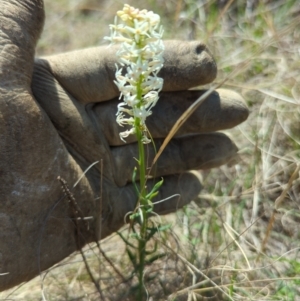 Stackhousia monogyna at Tuggeranong, ACT - 8 Oct 2023