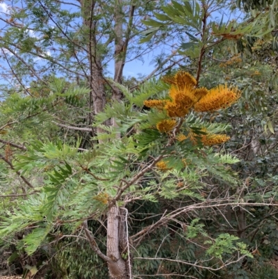 Grevillea robusta (Silky Oak) at Chapel Hill, QLD - 6 Oct 2023 by UserKC
