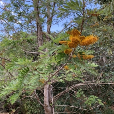 Grevillea robusta (Silky Oak) at Chapel Hill, QLD - 6 Oct 2023 by UserKFowGPdG
