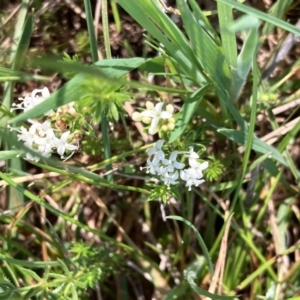 Asperula conferta at Wallaroo, NSW - 8 Oct 2023