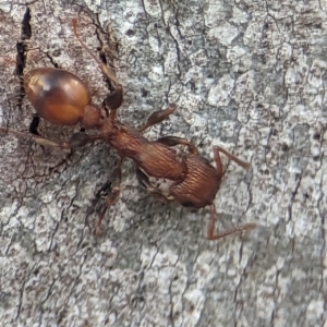 Podomyrma adelaidae at Holder, ACT - 8 Oct 2023 11:35 AM