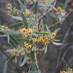 Daviesia mimosoides subsp. mimosoides at Lyons, ACT - 4 Oct 2023 by ran452