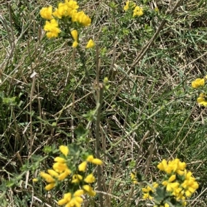 Genista monspessulana at Hall, ACT - 8 Oct 2023 12:09 PM