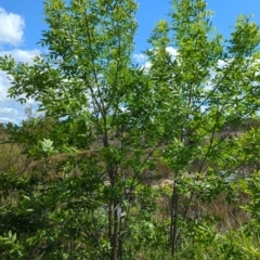 Fraxinus pennsylvanica at Tuggeranong, ACT - 8 Oct 2023