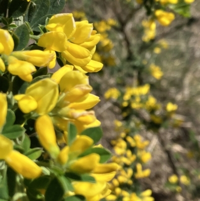 Genista monspessulana (Cape Broom, Montpellier Broom) at Hall, ACT - 1 Oct 2023 by strigo