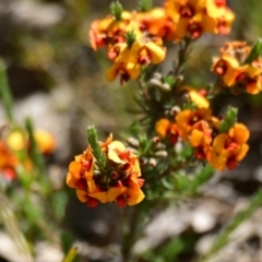 Dillwynia sericea (Egg And Bacon Peas) at Gungahlin, ACT - 7 Oct 2023 by Thurstan