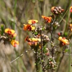 Dillwynia sericea at Gungahlin, ACT - 8 Oct 2023