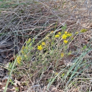 Hibbertia calycina at Latham, ACT - 8 Oct 2023 03:19 PM