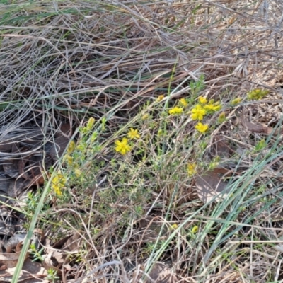 Hibbertia calycina (Lesser Guinea-flower) at Latham, ACT - 8 Oct 2023 by LPadg