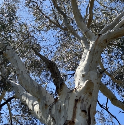 Eucalyptus mannifera subsp. mannifera (Brittle Gum) at Hall, ACT - 1 Oct 2023 by strigo
