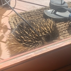 Tachyglossus aculeatus (Short-beaked Echidna) at Ainslie, ACT - 8 Oct 2023 by SuzieAinslie