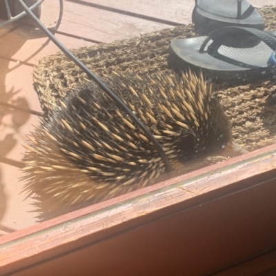 Tachyglossus aculeatus (Short-beaked Echidna) at Ainslie, ACT - 8 Oct 2023 by SuzieAinslie