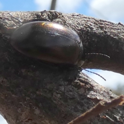 Chalcopteroides cupripennis (Rainbow darkling beetle) at Bicentennial Park - 8 Oct 2023 by Paul4K