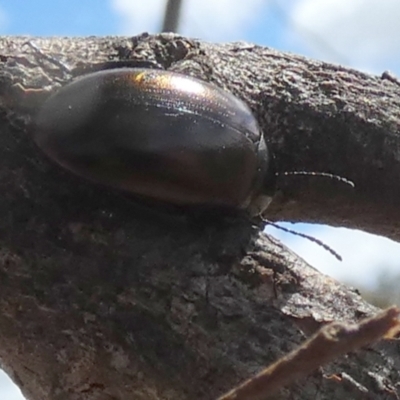 Chalcopteroides cupripennis (Rainbow darkling beetle) at Queanbeyan West, NSW - 7 Oct 2023 by Paul4K