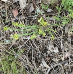 Pimelea curviflora (Curved Rice-flower) at Hall, ACT - 4 Oct 2023 by strigo